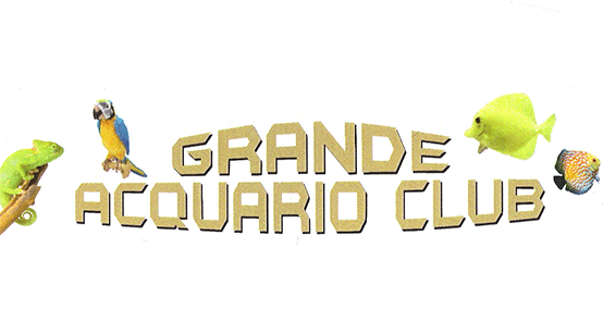 GRANDE ACQUARIO CLUB